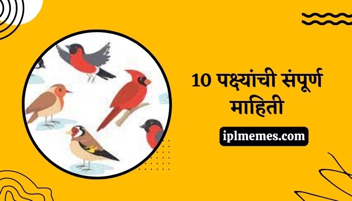 10 Birds Name in Marathi