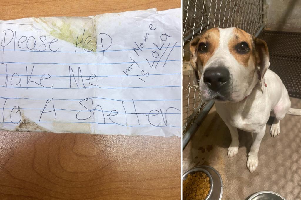 Adorable pup saved by cops after jumping into squad car with ‘Please Help’ note on collar