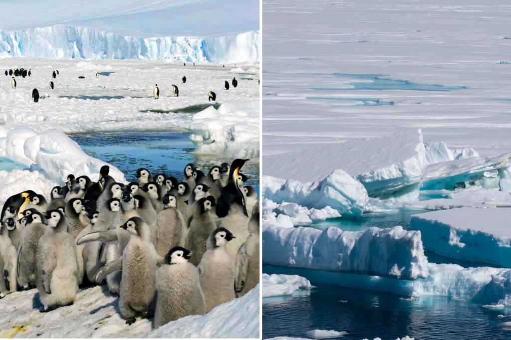 Antarctic ice melt hurting survival of emperor penguin chicks: study