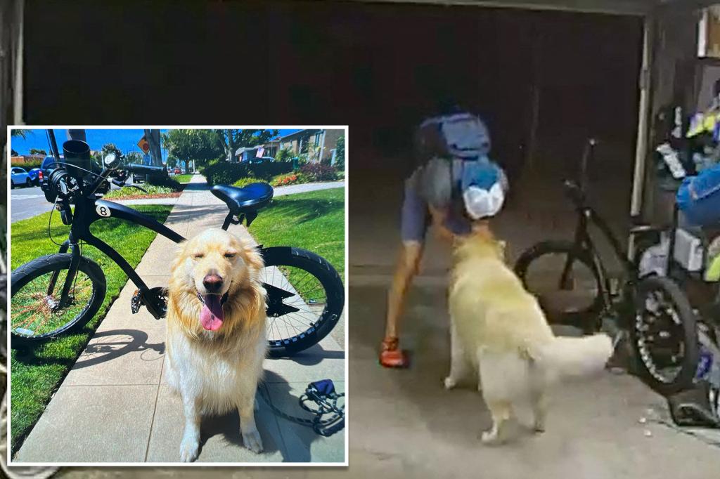 Burglar who pet victim’s golden retriever during bike theft at San Diego home arrested