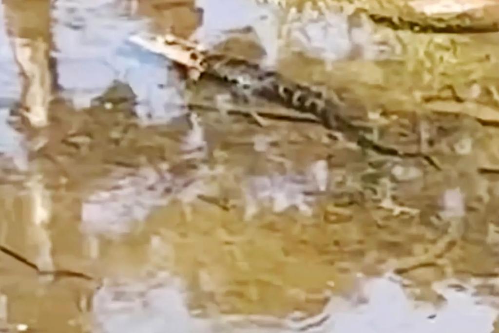 Crafty alligator loose in New Jersey after evading stunned cops twice