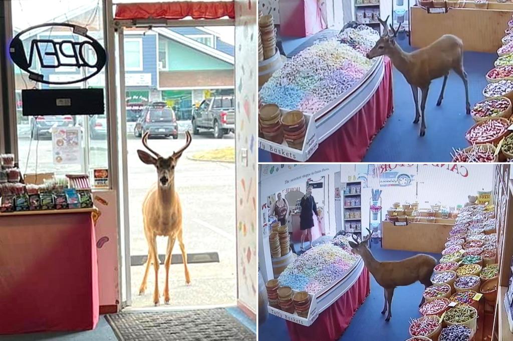 Deer walks into Washington candy shop, stops to savor some sweet treats