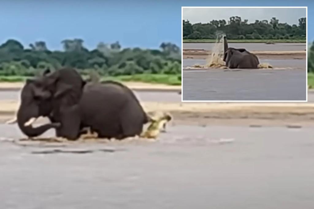 Exhilarating video shows elephant fight off hungry crocodile
