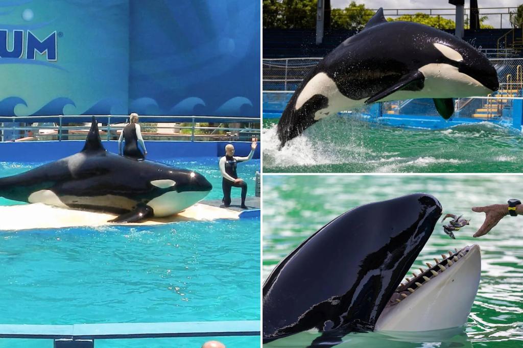 Former veterinarians, trainers claim beloved killer whale Lolita died from neglect: ‘Nobody listened’