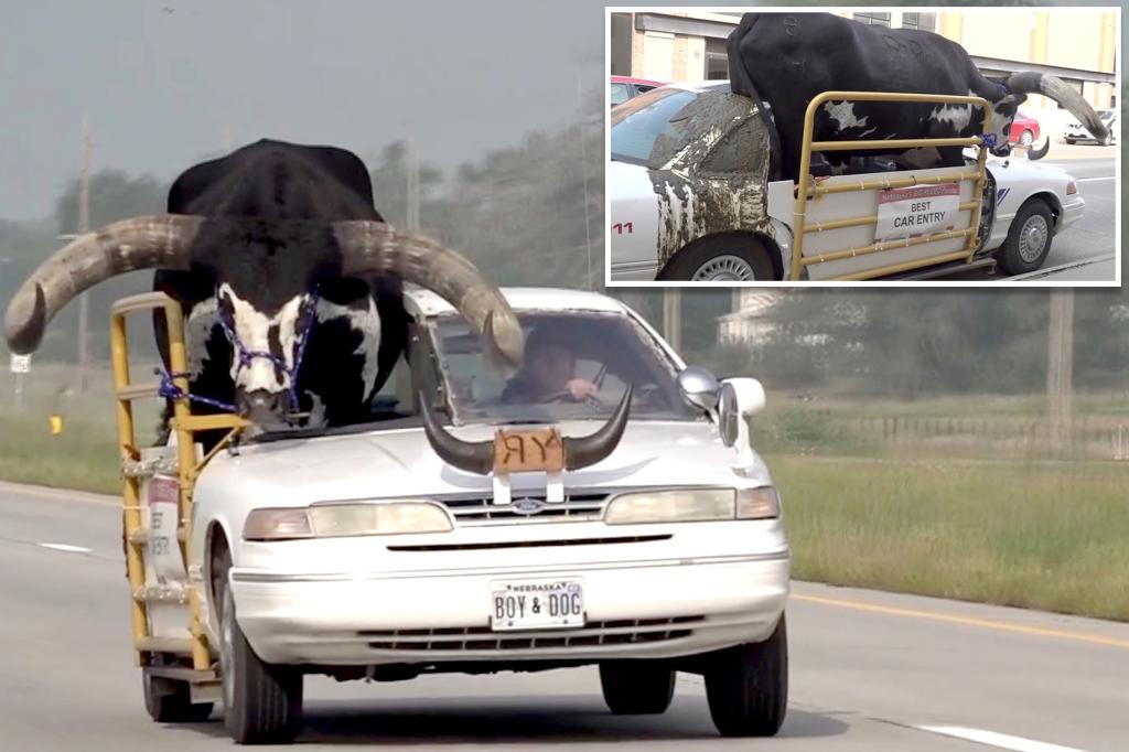 Man pulled over for driving with massive bull named Howdy Doody riding shotgun in Nebraska
