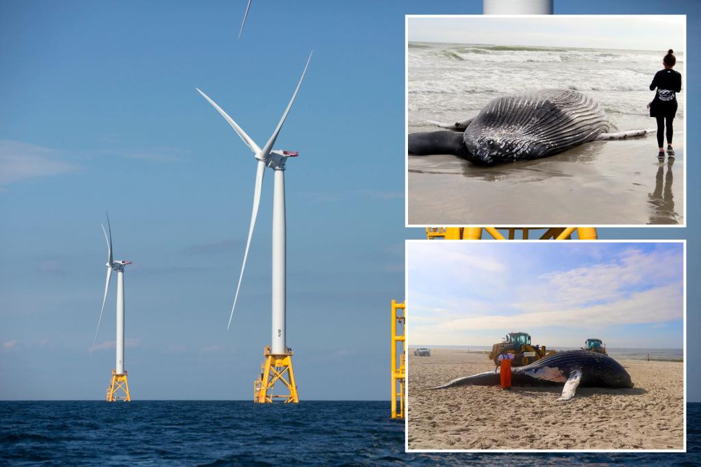 New documentary ‘proves’ building offshore wind farms does kills whales