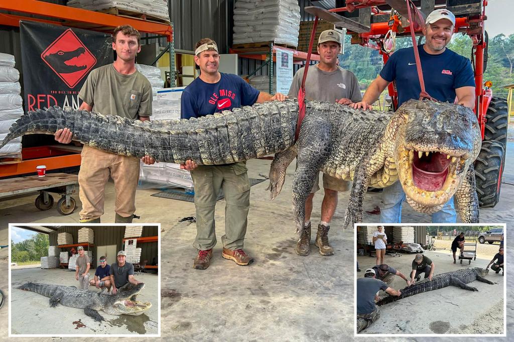 Record-shattering 800-pound ‘nightmare material’ alligator caught in Mississippi
