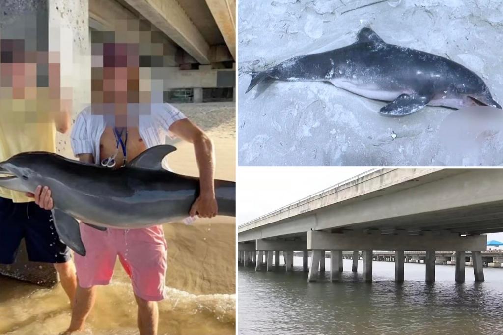 Teen receiving threats after death of baby dolphin he pulled from water for Instagram post