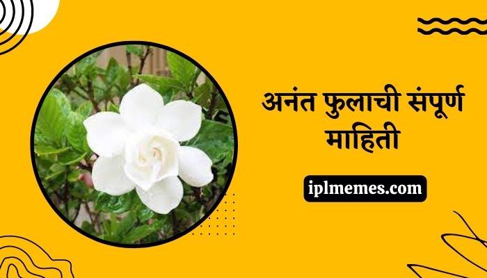 Anant Flower in Marathi