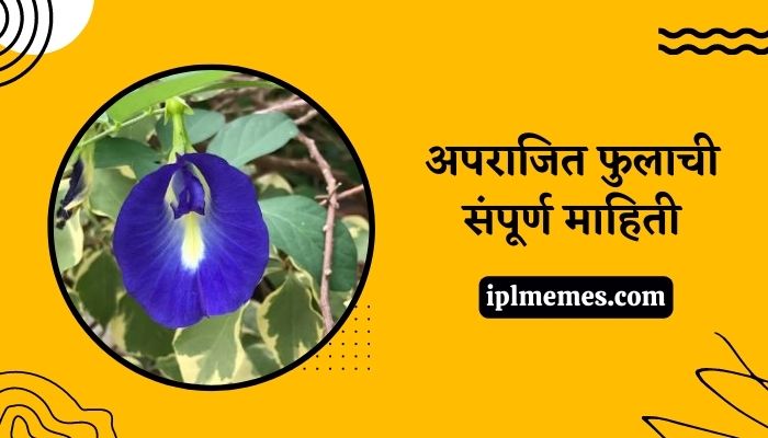 Aparajita Flower in Marathi