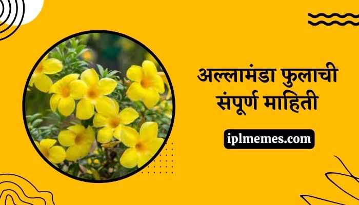 Allamanda Flower Information in Marathi