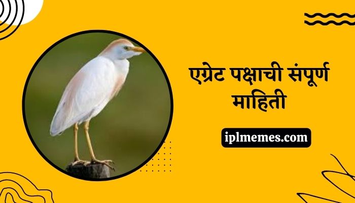 Egret Bird in Marathi