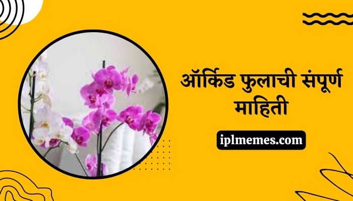 Orchid Flower Information in Marathi