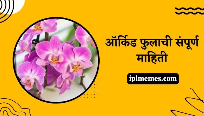 Orchid Flower in Marathi