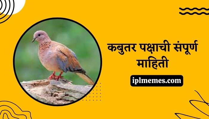 Dove Bird in Marathi