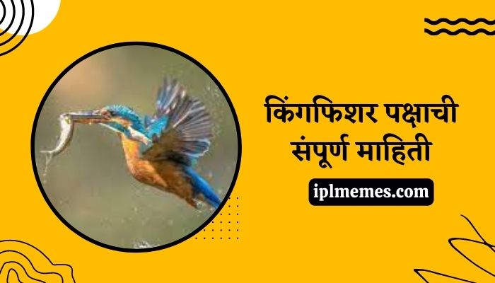 Kingfisher Bird in Marathi