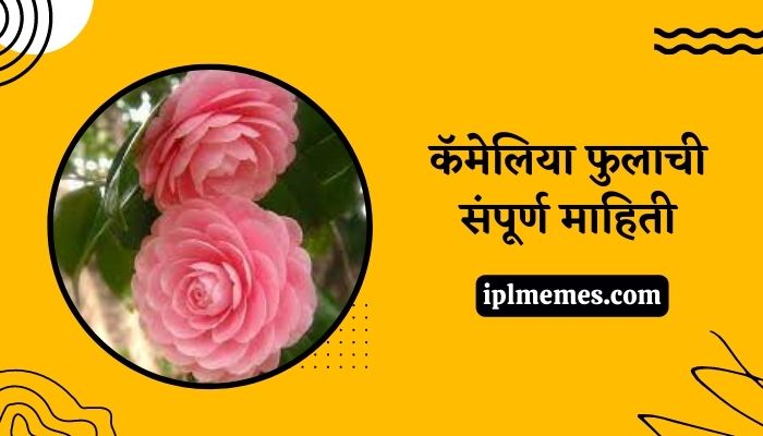 Camellia Flower Information in Marathi