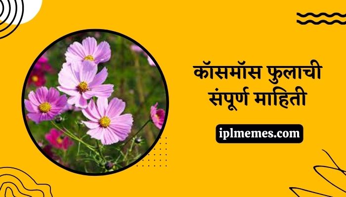 Cosmos Flower in Marathi