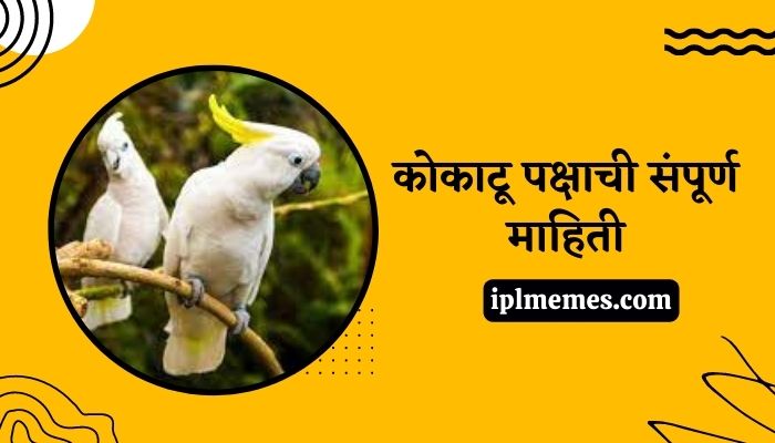 Cockatoo Bird in Marathi