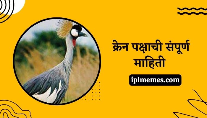 Crane Bird in Marathi