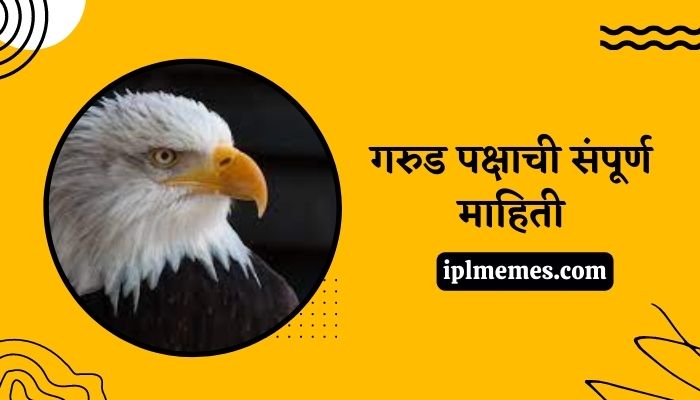 Eagle Bird in Marathi