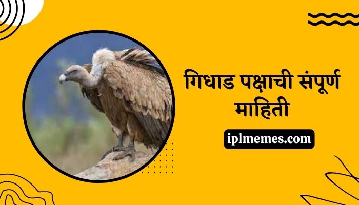 Vulture Bird in Marathi