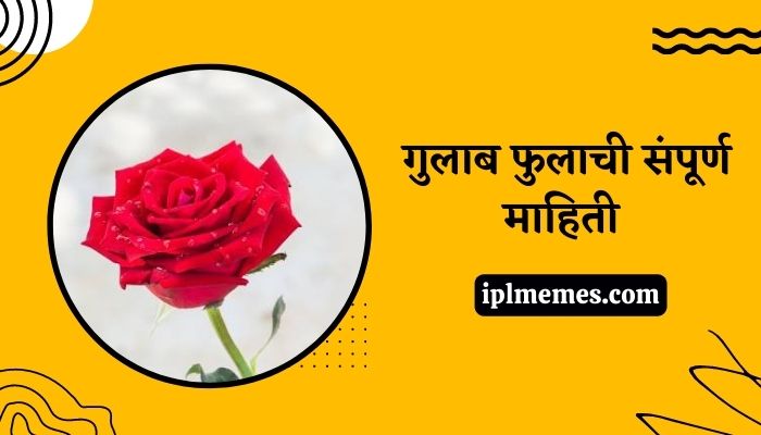 Rose Flower Information in Marathi