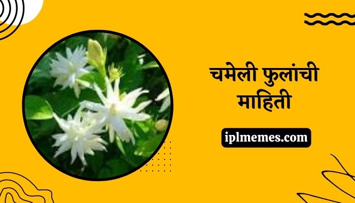 Chameli Flower in Marathi