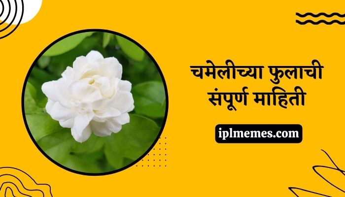 Jasmine Flower in Marathi