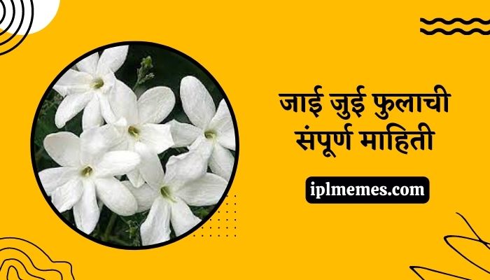 Jai Jui Flower Information in Marathi