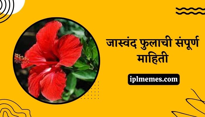 Hibiscus Flower in Marathi