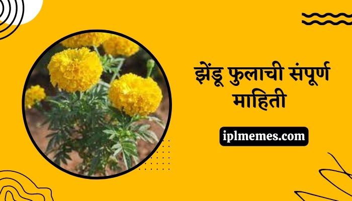 Zendu Flower Information in Marathi