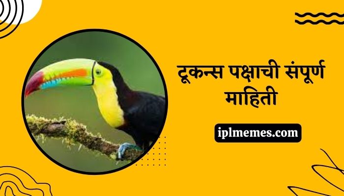 Toucan Bird in Marathi