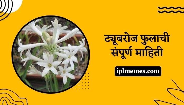 Tuberose Flower in Marathi