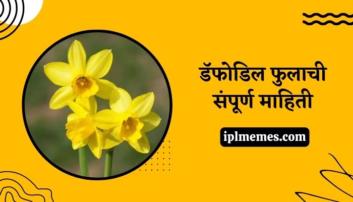 Daffodil Flower in Marathi