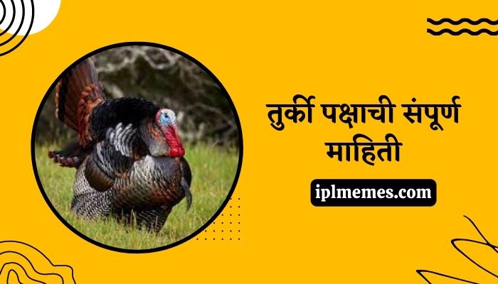 Turkey Bird in Marathi