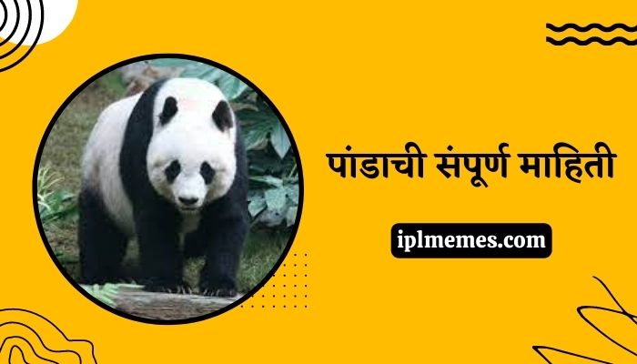 Panda Information in Marathi