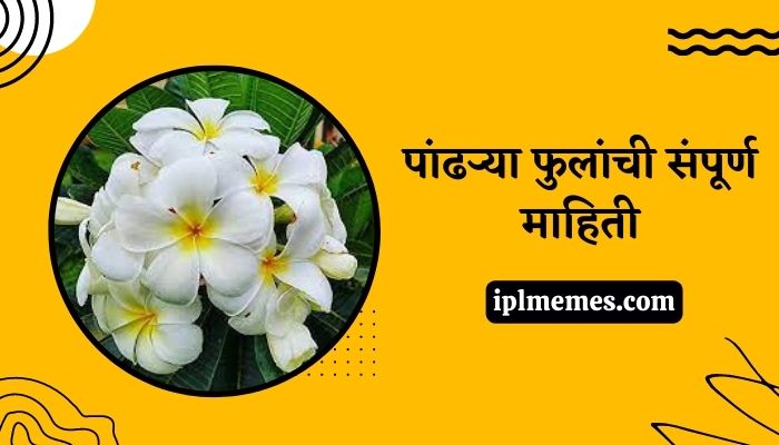 White Flower in Marathi