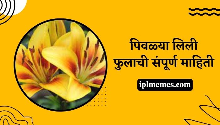 Yellow Lily Flower Information in Marathi