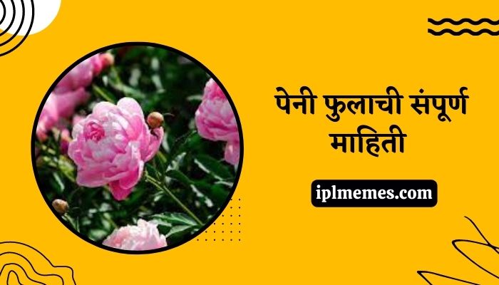 Peony Flower in Marathi