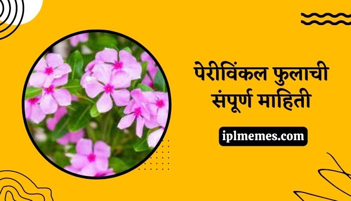 Periwinkle Flower in Marathi
