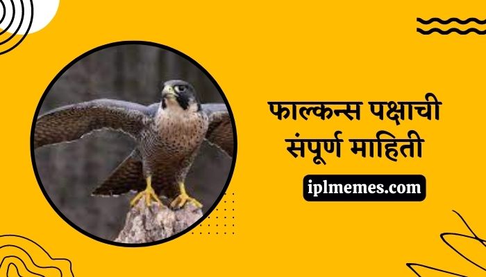 Falcon Bird in Marathi