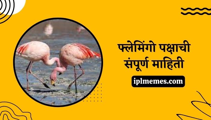 Flamingo Bird in Marathi