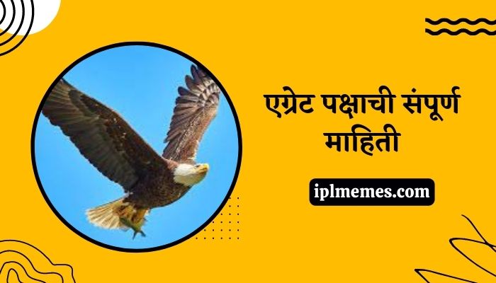 Baaz Bird in Marathi