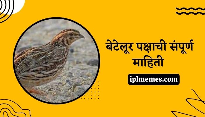 Bater Bird in Marathi