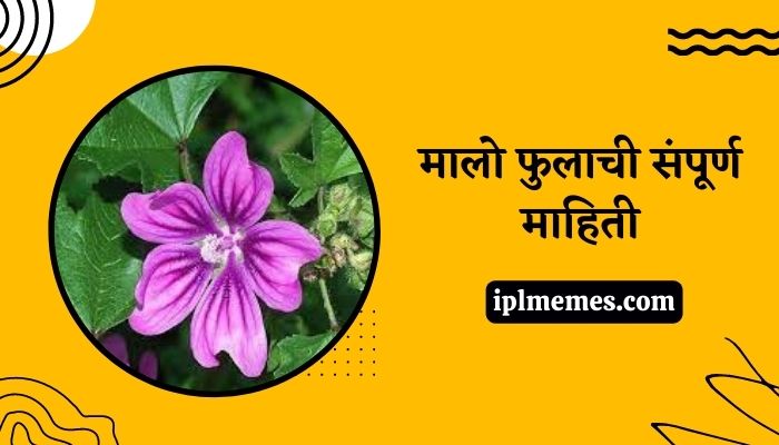 Common Mallow Flower Information in Marathi