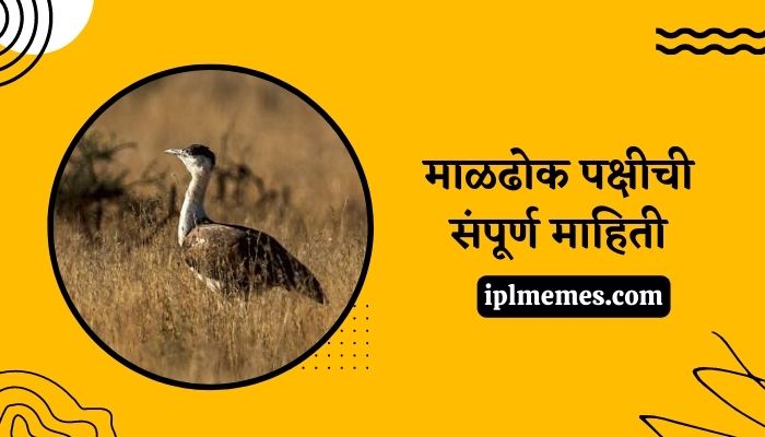 Maldhok Bird Information in Marathi