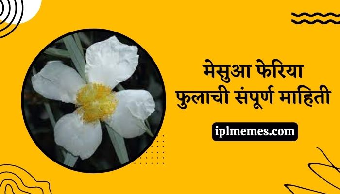 Mesua Ferrea Flower in Marathi