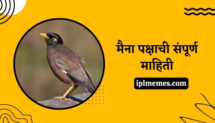 Myna Bird in Marathi