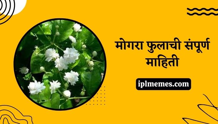 Mogra Flower Information in Marathi